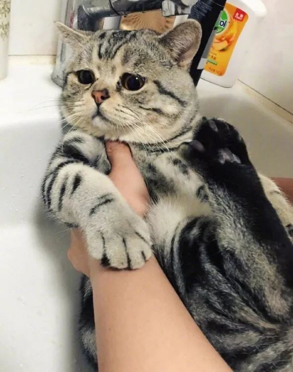 在家冬季给猫咪洗澡要注意什么,北方冬天猫咪洗澡