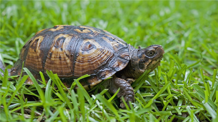 乌龟不吃东西怎么急救,乌龟不吃东西怎么治