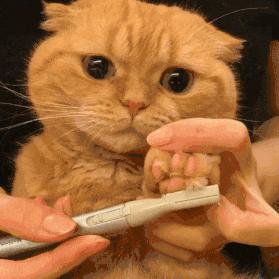 用猫方式对待猫,用手抚摸猫