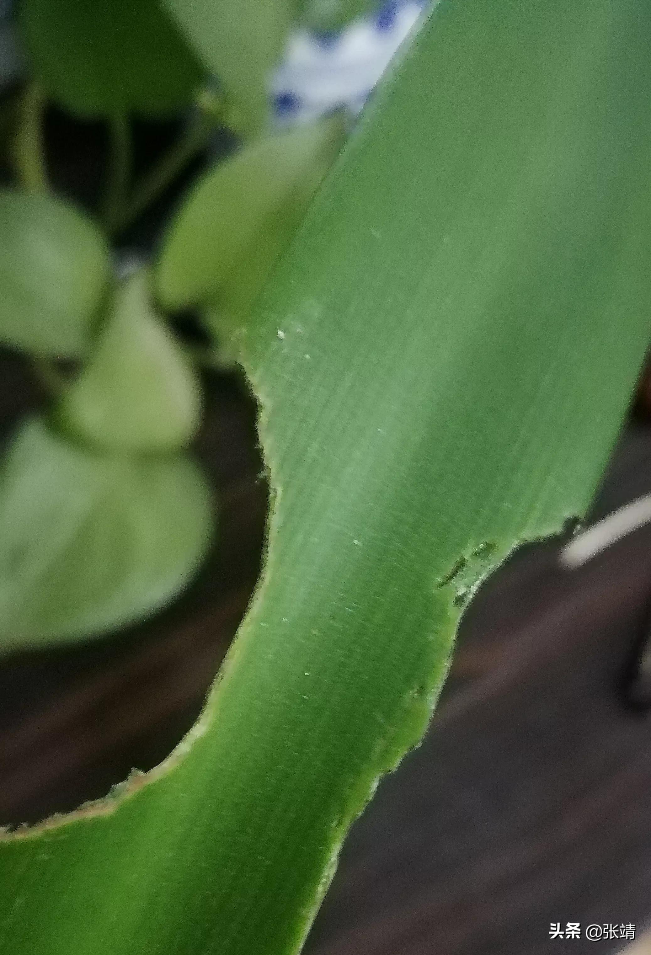 老鼠进家了怎么才能抓住,老鼠进家该找谁处理