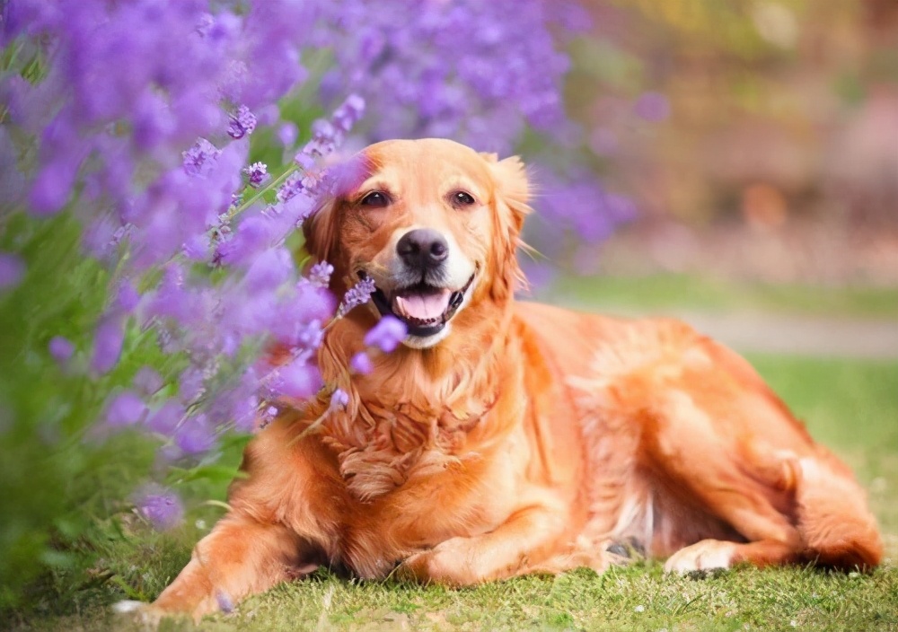 金毛比较调皮怎么办,小金毛调皮捣蛋怎么办