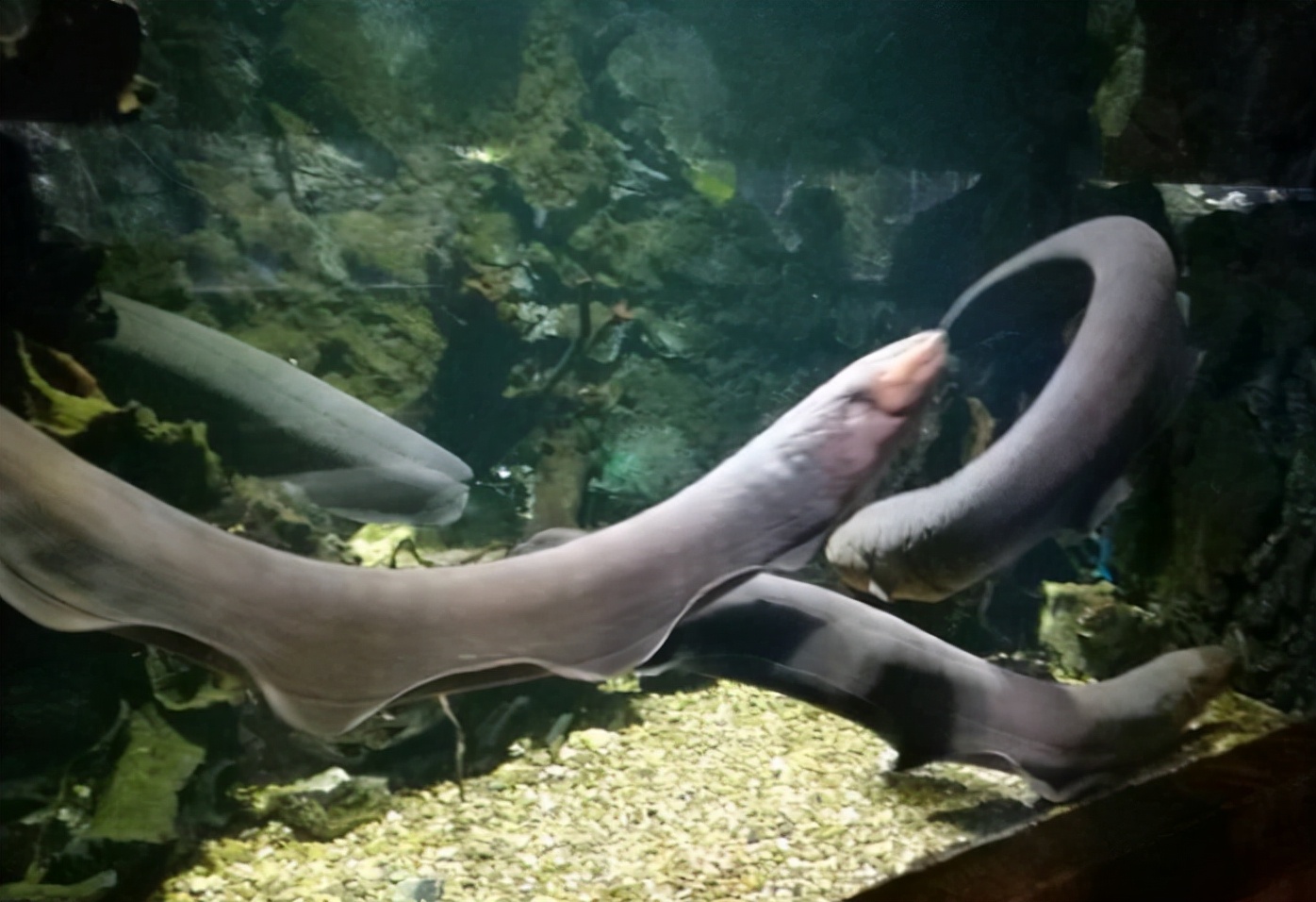 亚马逊雨林为什么称为人类禁区,人类禁区亚马逊雨林大蟒蛇