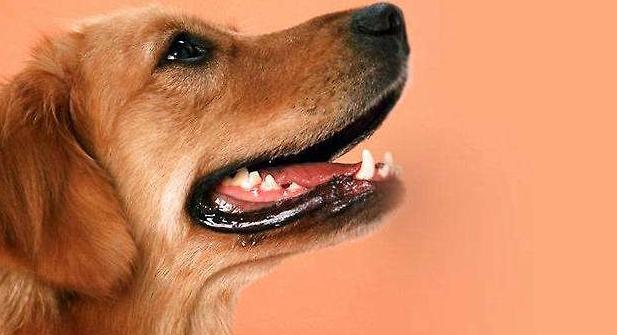 金毛牙齿问题怎么治疗,金毛牙结石用什么牙膏