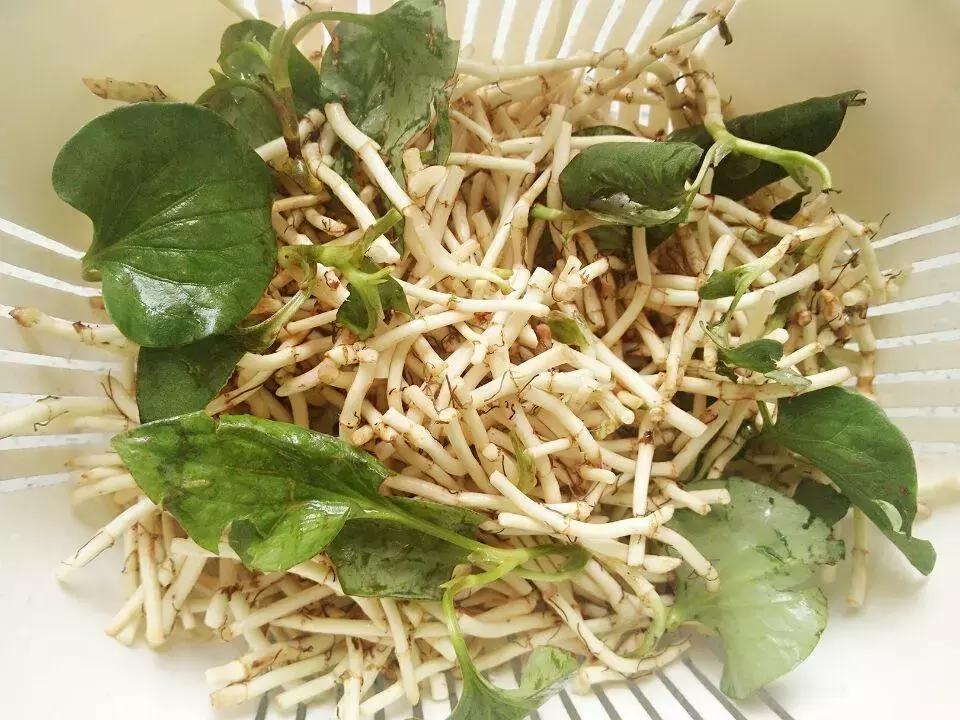 贵阳不光是辣味的，还有一种味道叫折耳根！