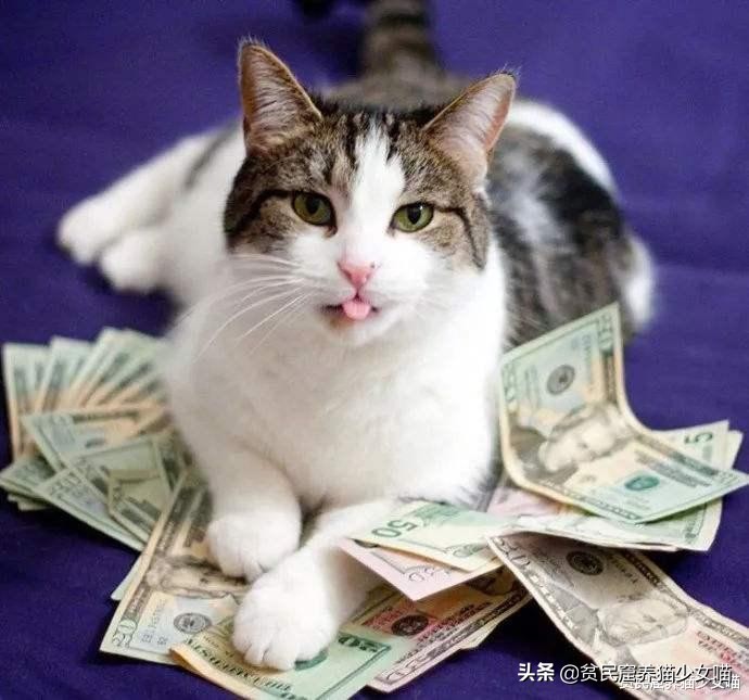 想要训练有效的基本原则,怎么训猫咪让它听话长记性