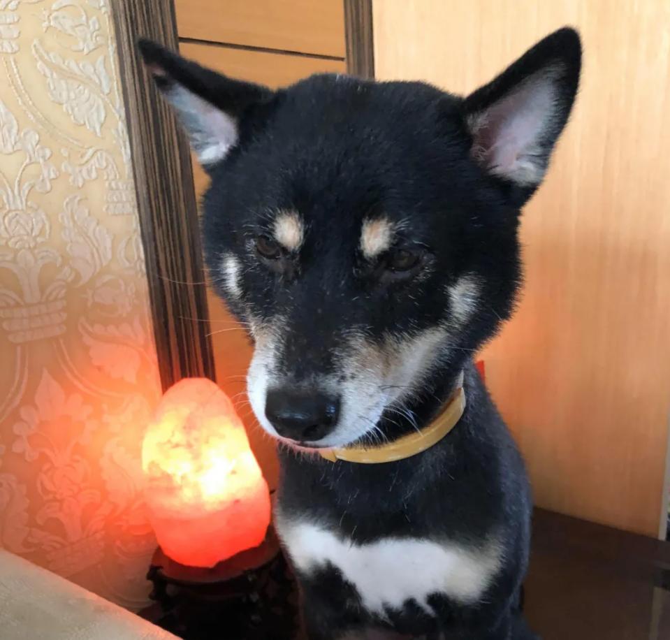 狗狗后部被插入“木棍”，还缠着大量胶带，被救后又遭遗弃