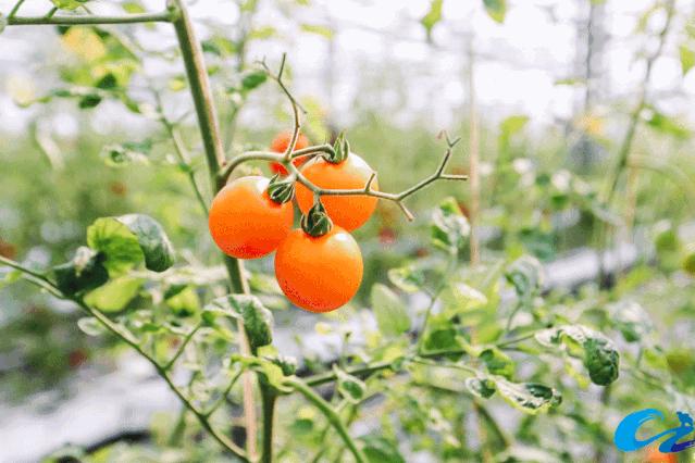 沧州一日游详细攻略,三天旅游攻略沧州