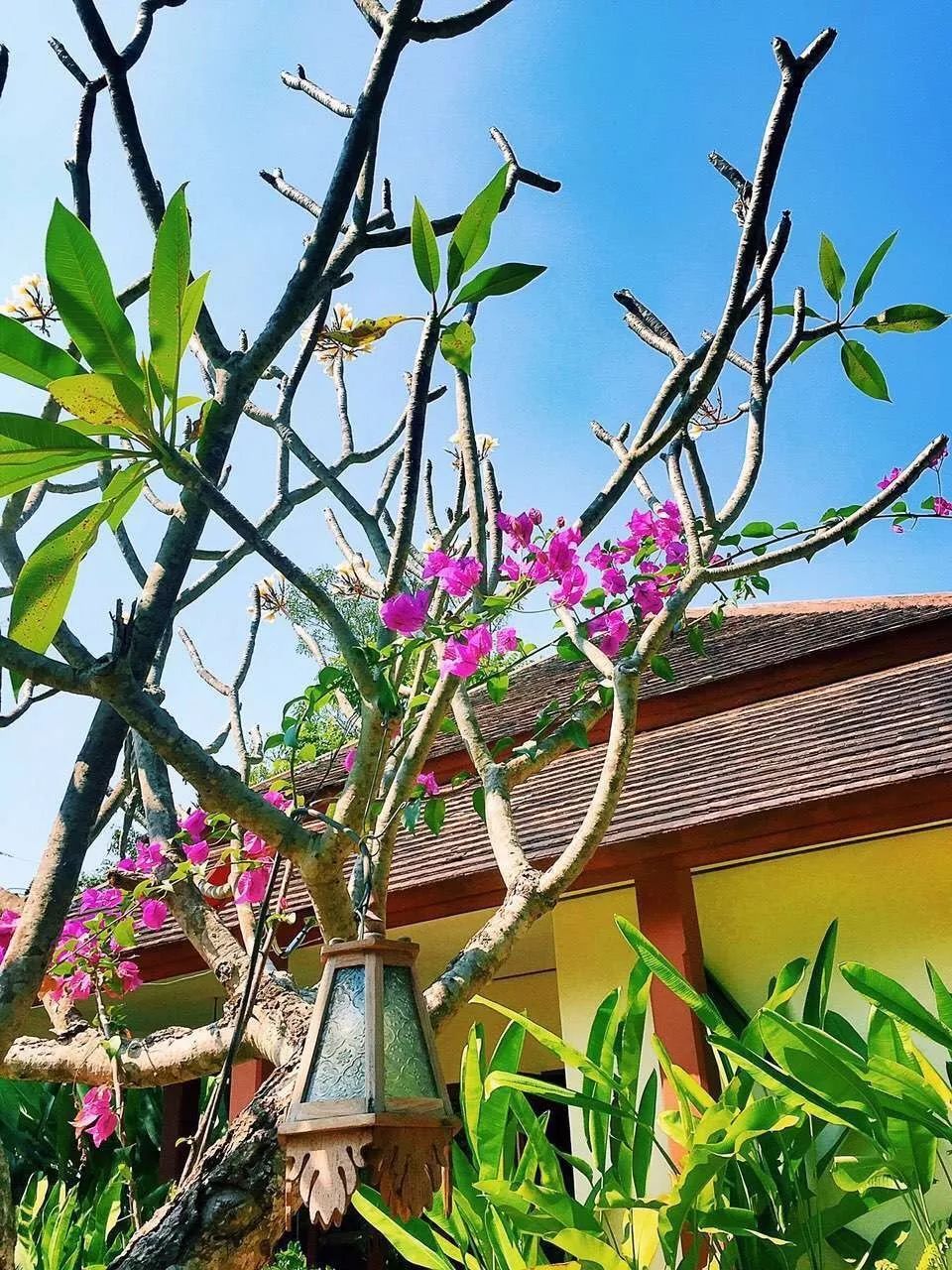 泰国清迈特产水果,泰国清迈的玫瑰