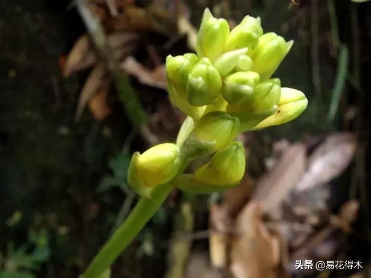 兰花推荐亭亭玉立的鹤顶兰,金斑鹤顶兰花