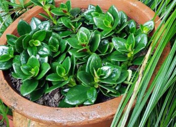 金鱼吊兰怎么养能养成老桩,怎样养殖金鱼吊兰才会花开旺