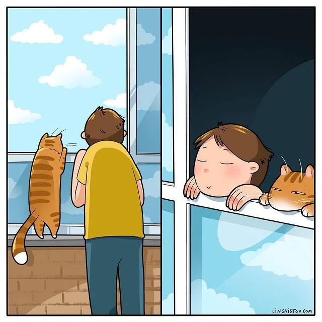 沙雕猫片，笑到床塌！自从做了卑微的铲屎官，比一个人时刺激多了