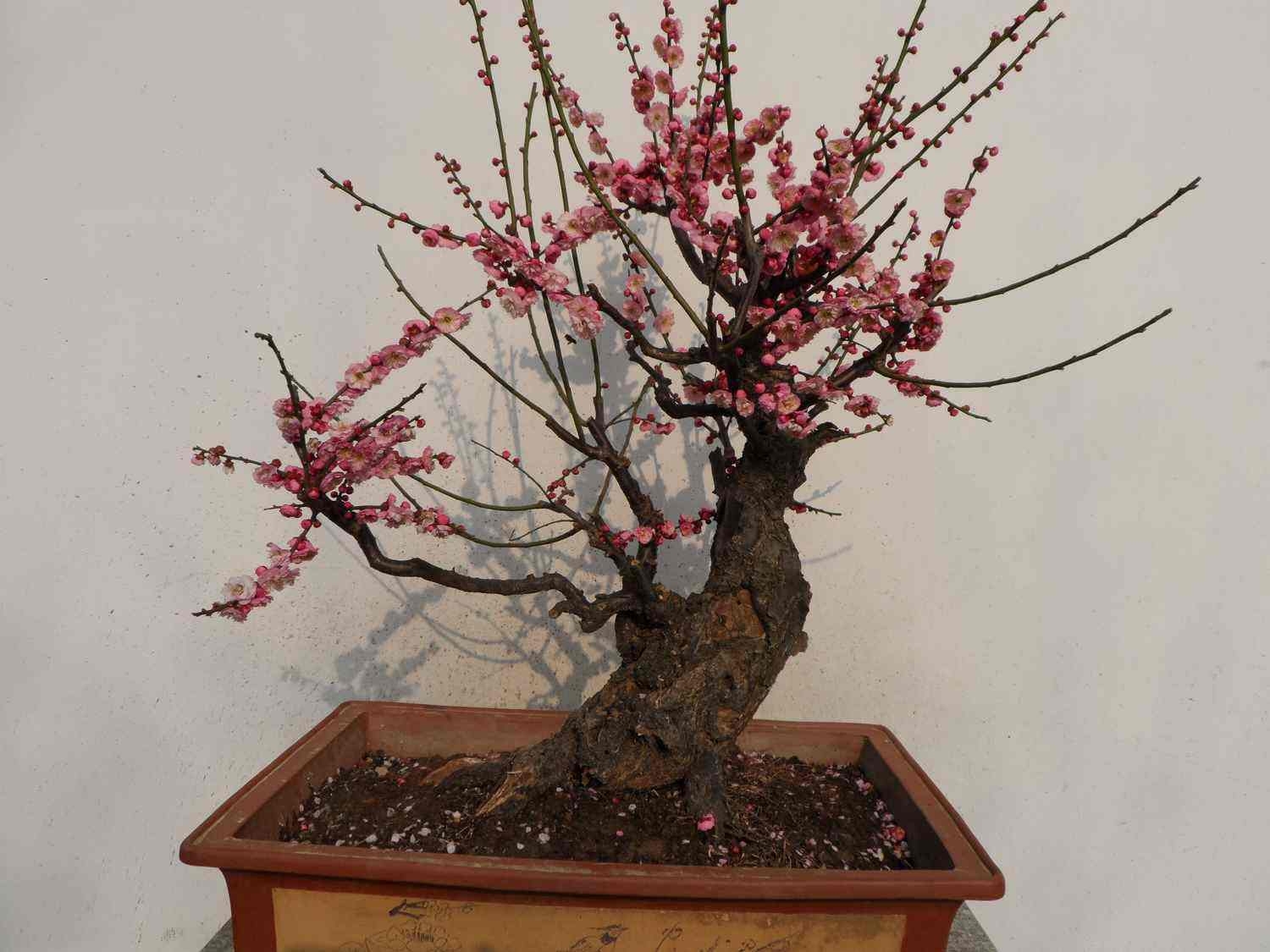 北方室内养红梅怎么养才能开花,北方冬季养红梅的十大禁忌