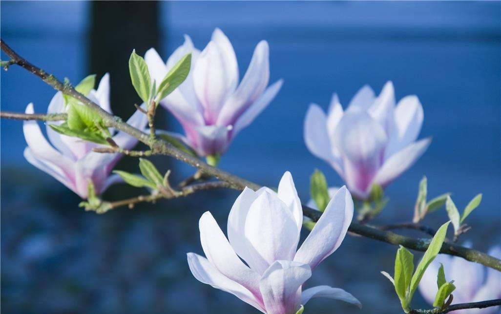 笠翁对韵启蒙经典,笠翁对韵国学启蒙