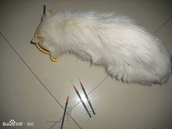 猫咪口腔溃疡最简单的治法,猫咪口炎口腔溃疡怎么治