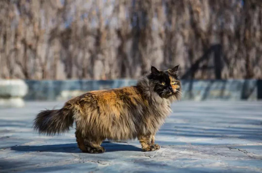 庄太极：hello，飞起的小拖把，有一种美，动静皆宜