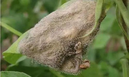 防治灰霉病特效药有哪些,防治灰霉病特效药氟唑菌酰胺