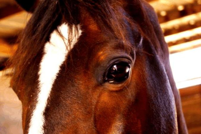 俗话说：“驴肉香马肉臭”，为什么没人吃马肉？难吃只是原因之一