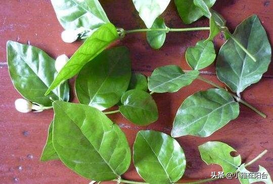 茉莉花盆栽浸盆浇花的正确方法,盆栽茉莉怎样浇水施肥