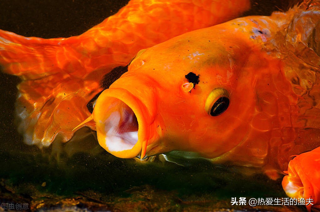 锦鲤烂嘴怎么治好得快,治疗锦鲤烂嘴的好方法