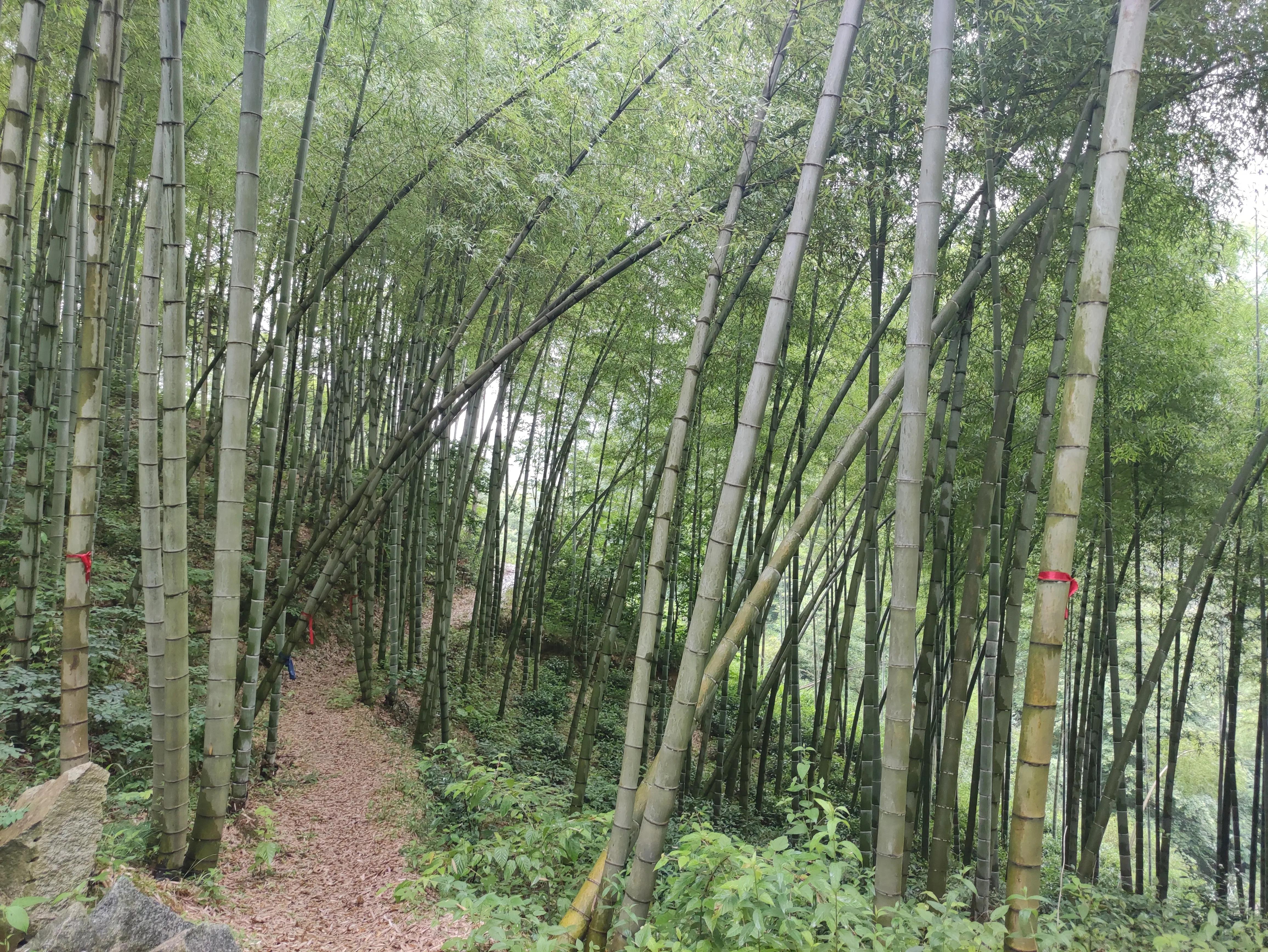 500多根毛竹只卖了1500块钱，看完你就知道农村最缺什么了