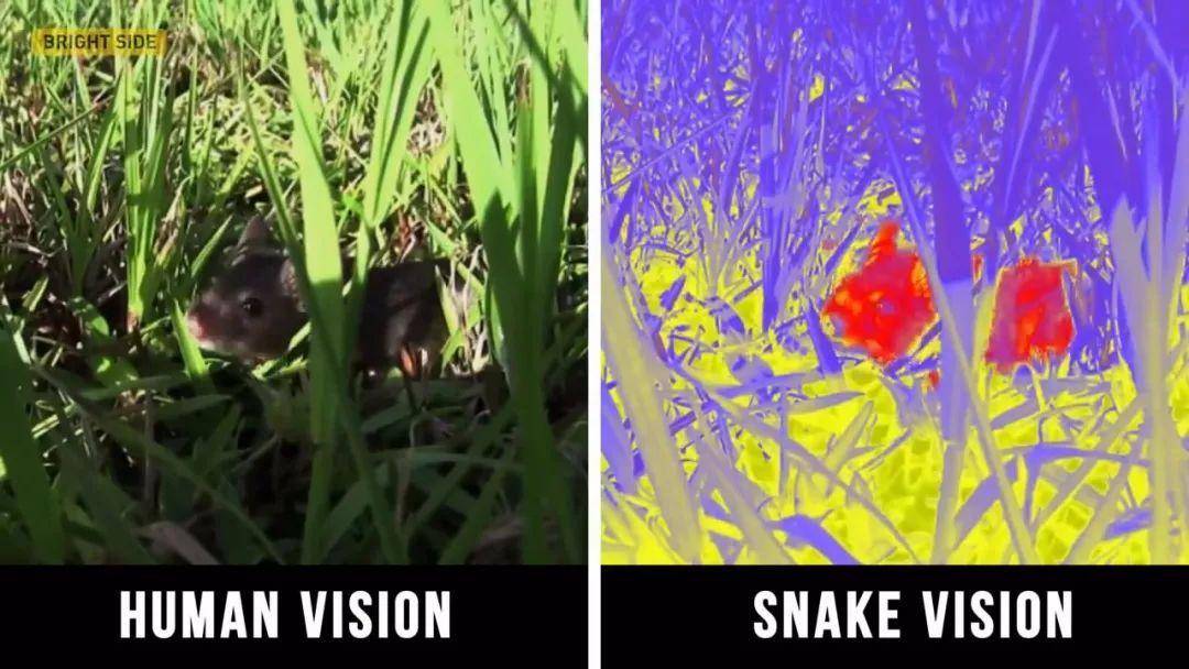 被蟒蛇吞下匕首能逃出来吗,被巨蟒吞下后有几率活下来吗