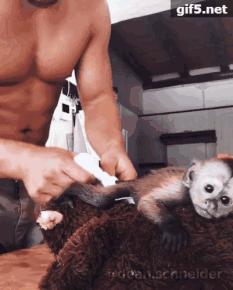 放弃百万年薪，去非洲撸猫？长腿版小李子引63w人舔屏：看我看我