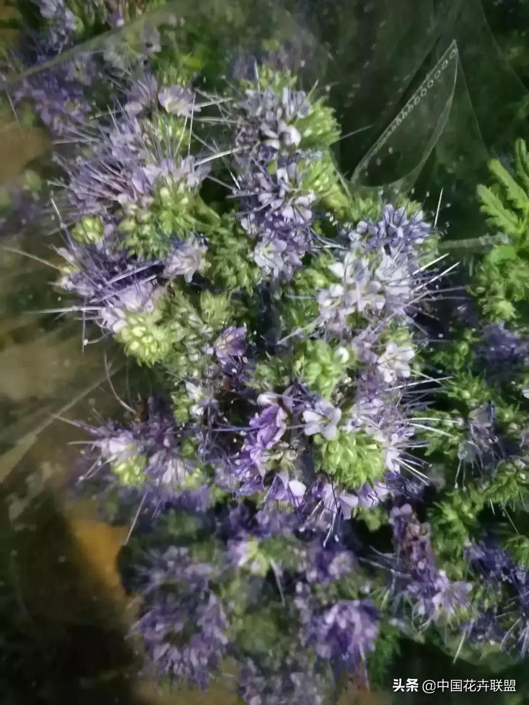 春天花市有哪些花材,便宜又大把的花材有哪些