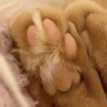 猫每年剃一次毛,可以把猫的毛剃了吗