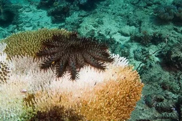 翻砂海星断脚什么原因,翻砂海星烂脚怎么办