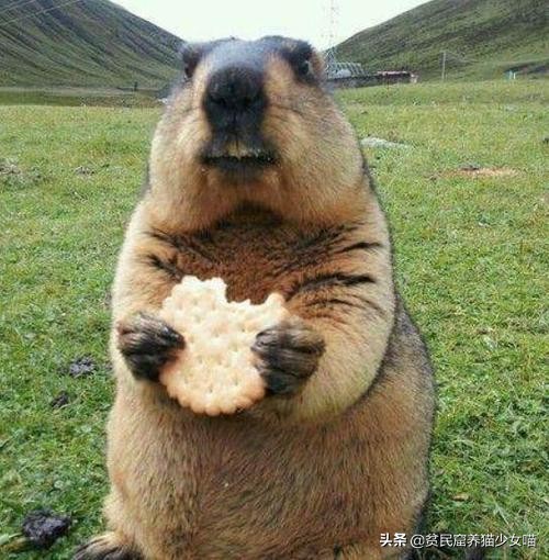 养一只土拨鼠需要什么,呆萌可爱的土拨鼠可以在家养