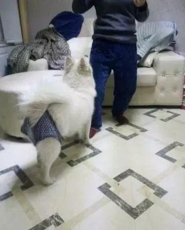 狗狗生理期突然来袭，铲屎官动手DIY，真是不给汪留一点情面