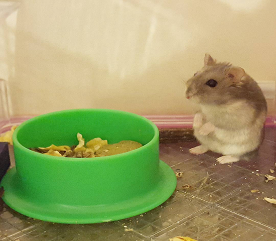 紫仓拒吃高价鼠粮，从小挑食愁坏主人，明白4点原因才能纠正