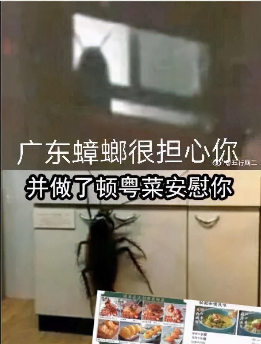 北方人第一次看到会飞的蟑螂反应,小时候会飞的蟑螂