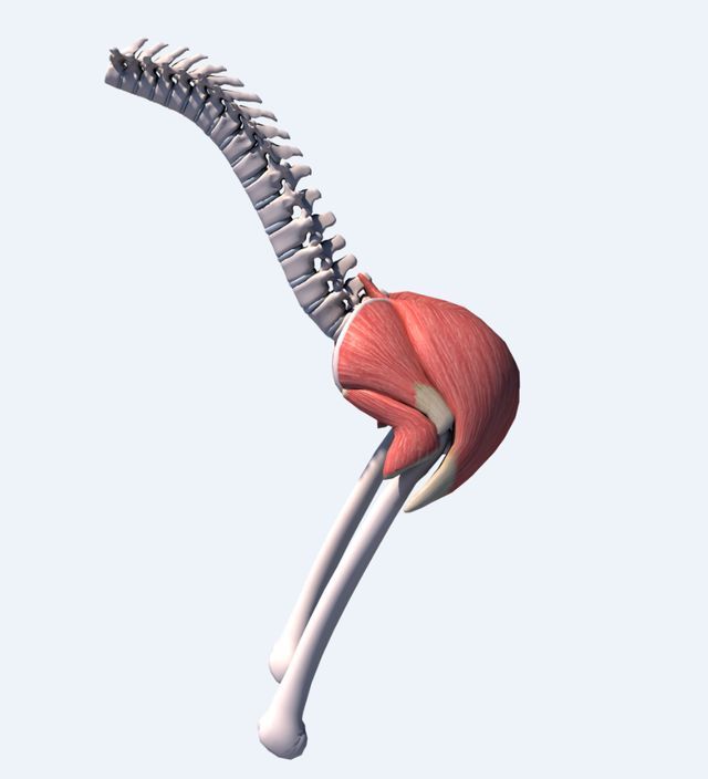 髋关节灵活度差深蹲蹲不下去,髋关节导致蹲不下去