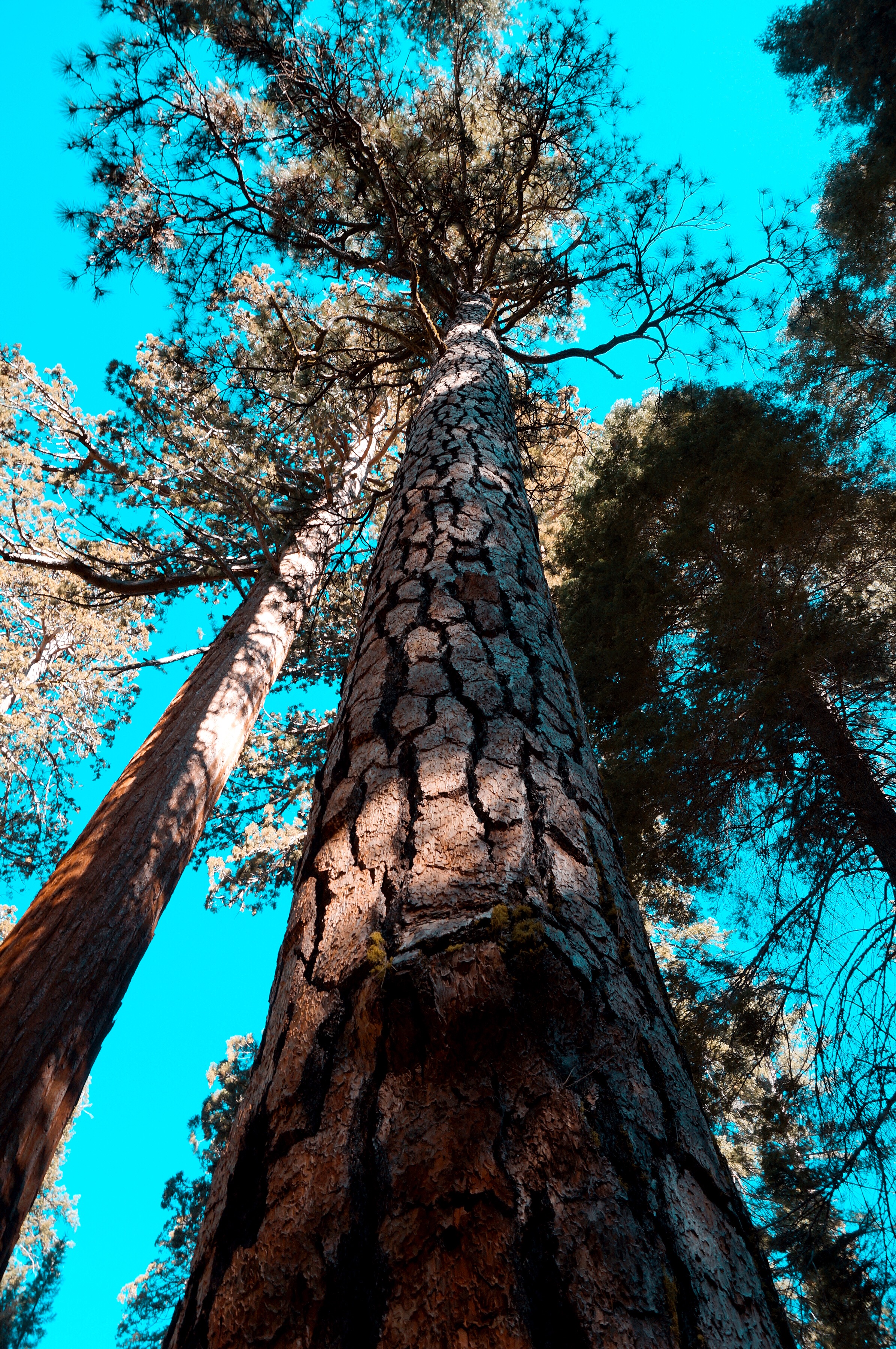 优胜美地的酋长岩,优山美地公园酋长岩