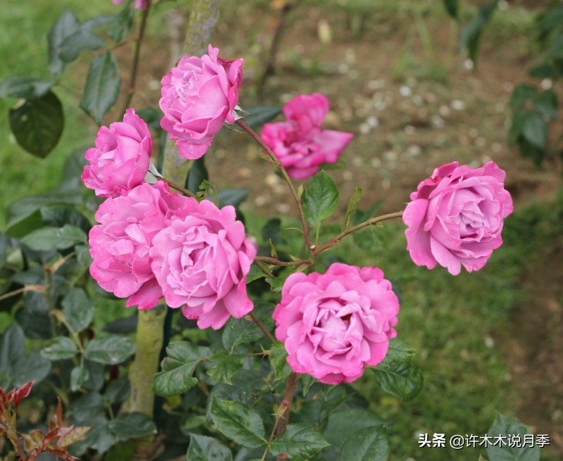 月季常见4种病,月季黑杆病怎么处理