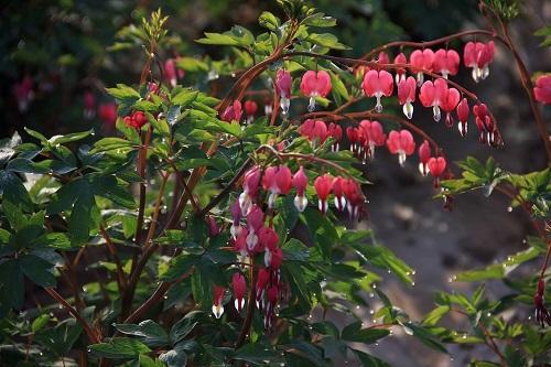 大叶红灯笼花,红灯笼的花有哪些