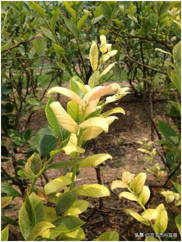 蓝莓枝枯病害图片大全,蓝莓果都有哪些病害