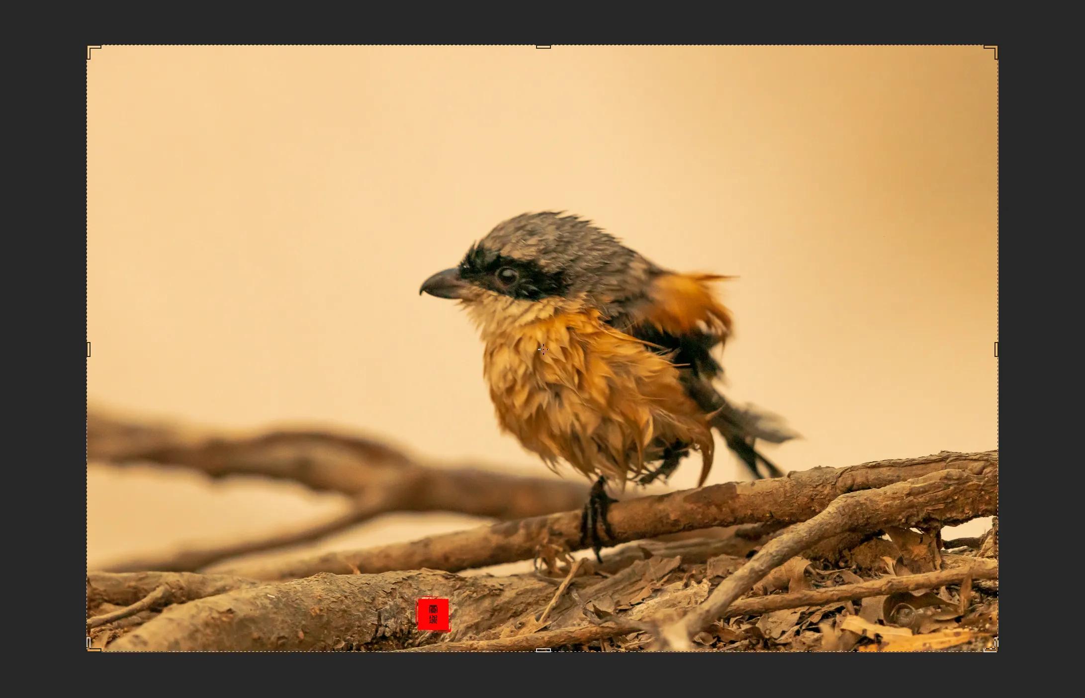 暴雪要来了最低零下三十度,暴雪真的要来了吗