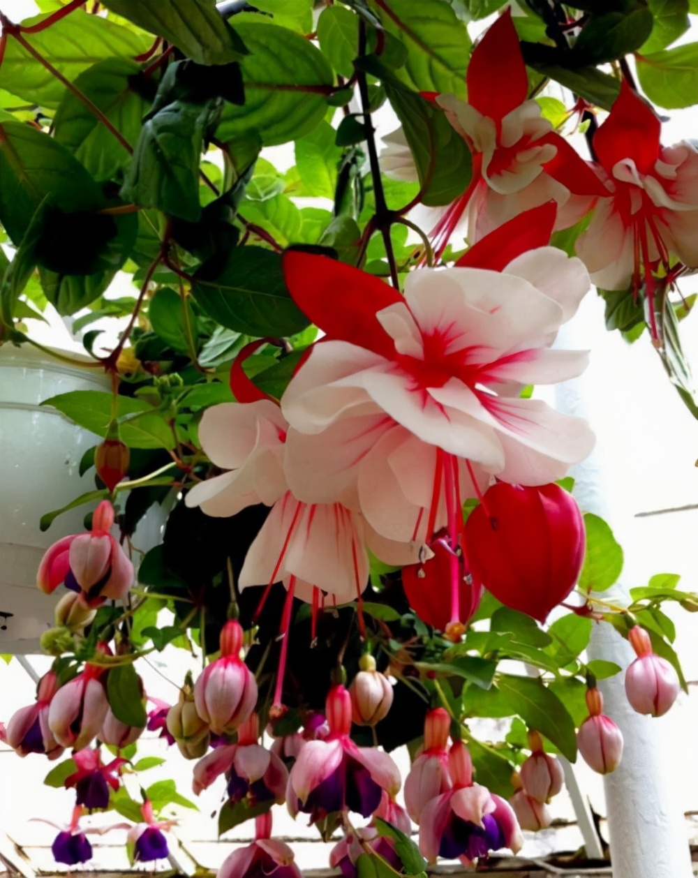 最耐阴不需要阳光的植物室外,喜阴怕阳光非常好养的盆栽大全