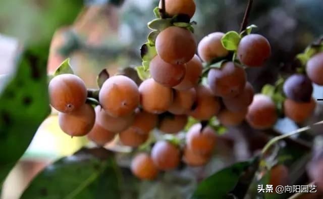 冬季最好吃的鲜枣,什么品种软枣最好吃