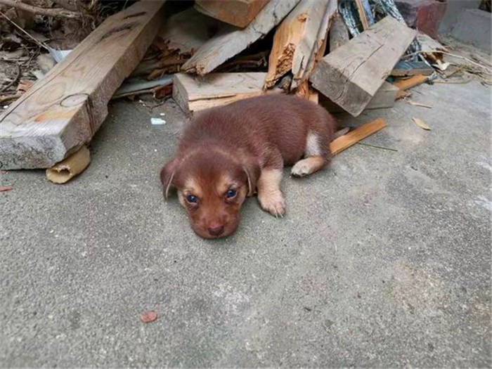 农村养狗不拴狗绳违法吗,家庭养狗及遛狗有何规定