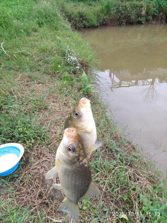 本汀宗师有限量版吗,本汀太极宗师黑坑竿
