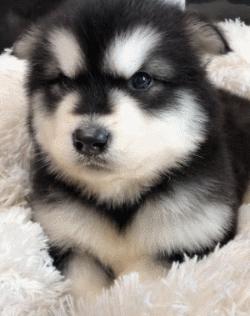 小时候可爱长大后霸气的阿拉斯加,帅气可爱的阿拉斯加