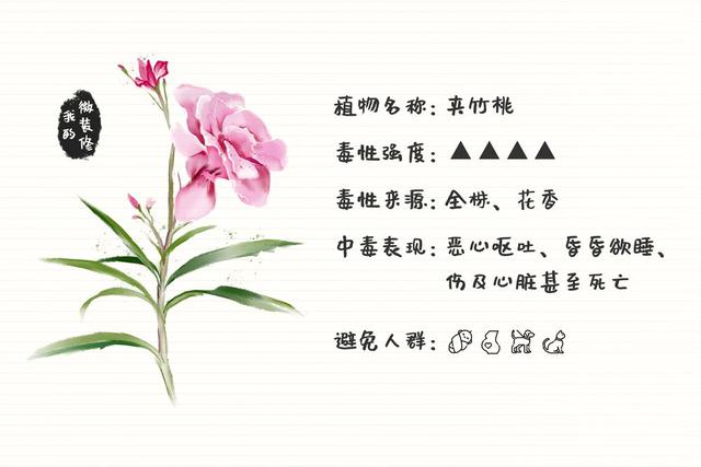 绿萝有毒长寿花有毒吗,绿萝有毒吗什么花有毒