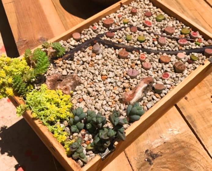 多肉树枝拼盘造景图片,怎么养成老桩多肉