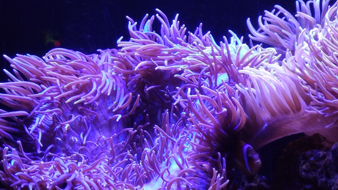 福州欧乐堡海洋世界家庭套票团购,福州欧乐堡海洋世界门票价格