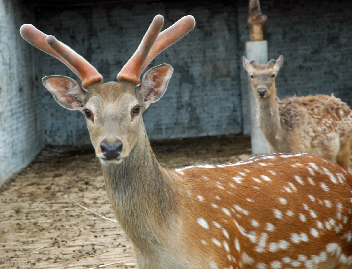 东北有三宝人参鹿茸还有什么,东北鹿茸哪种最好