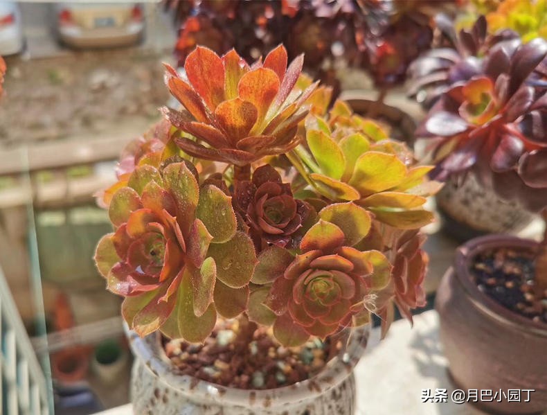 多肉怎么养不长高只长胖,多肉总是长不大爱蔫怎么办