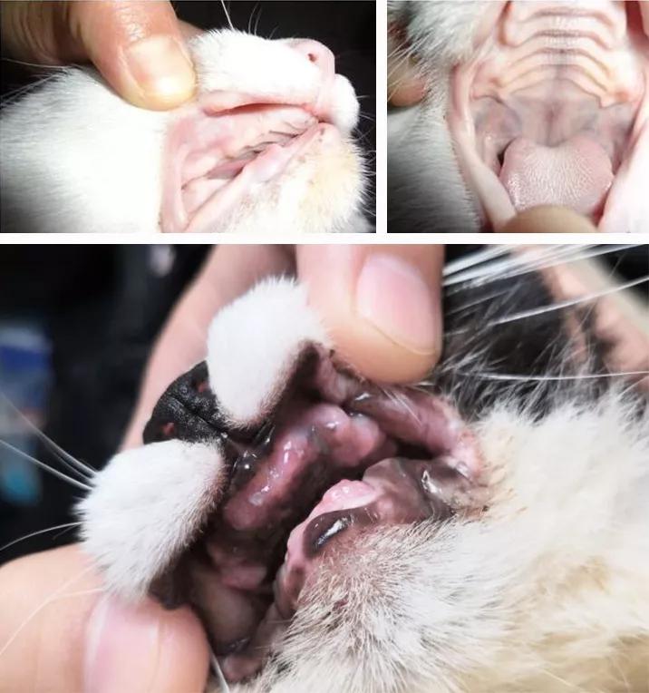 猫咪长蛀牙了需要拔掉吗,猫有蛀牙怎么处理最好